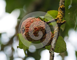 Rotten apples on a tree branch