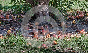 Rotten apples under a apple tree
