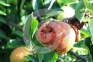 Rotten bad apple on a tree
