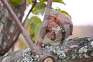 A rotten bad brown apple with a fungus lies on an apple tree in autumn on nature in the garden