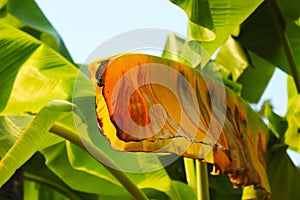 Rotten banana leaf in a park