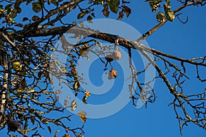 Rotten brown apples on a dying apple tree