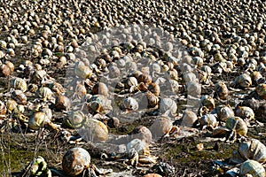 Rotten cabbage field