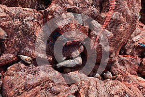 Rotten carrots on the landfill