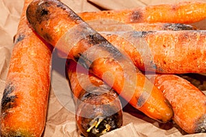 Rotten carrots. Spoiled moldy vegetable waste. Wasted food in close-up