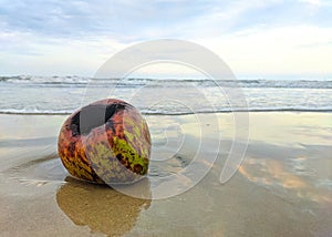 Rotten coconuts on the beach