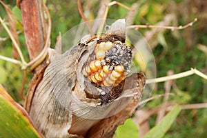 Rotten corn cob