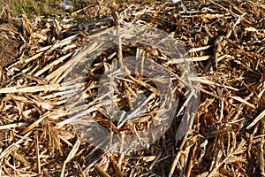 Rotten corn plant residues, garden remains, dried corn plant photo