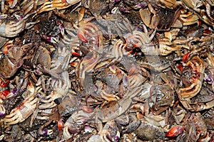 Rotten crabs