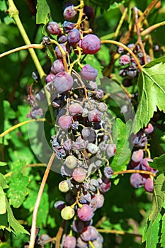 Rotten crop of grapes