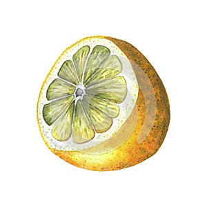 Rotten cut lemon. Hand drawn watercolor illustration of putrid tropic fruit isolated on white background. Half of mold