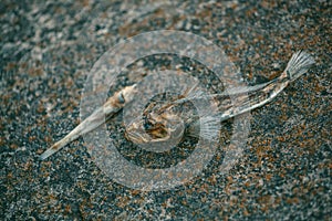 Rotten, dead, decomposes, poisoned fish lies on the bank of the river.