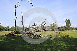 Rotten, dead tree on a meadow in sand dunes of Sandweier, Baden-Baden