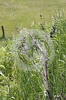 Rotten, dead tree on a meadow in sand dunes of Sandweier, Baden-Baden