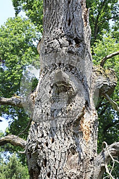 Rotten, dead tree on a meadow in sand dunes of Sandweier, Baden-Baden