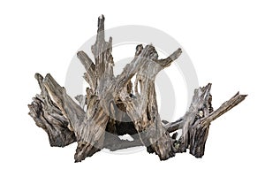 Rotten Dead Tree Trunk, Old Wooden Decay Isolated On White Background