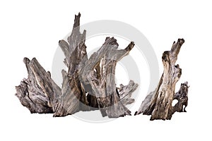 Rotten Dead Tree Trunk, Old Wooden Decay Isolated On White Background