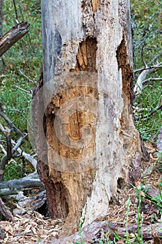 Rotten dead wood tree in forest