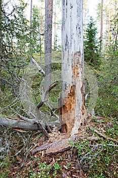 Rotten dead wood tree in forest