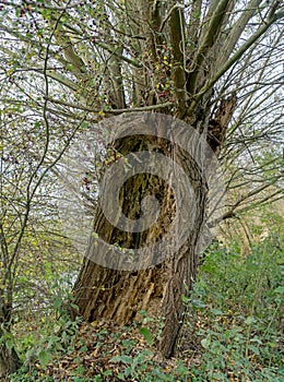 A rotten decaying tree in the woods