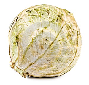 Rotten and dried cabbage isolated