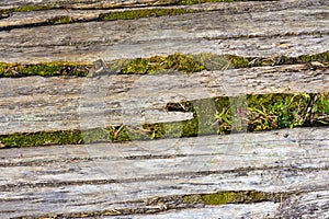 Rotten Driftwood and Green Moss Texture