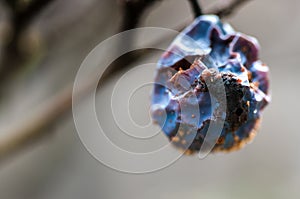 Rotten, dryed plum on the tree.