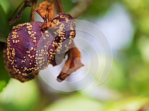 Rotten, dryed plum on the tree in summer time, in August