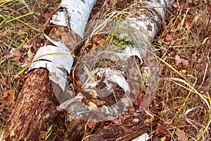 Rotten fallen birch tree trunks in autumn forest