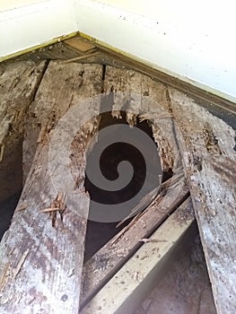 Rotten floor boards photo