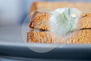 Rotten food: Moldy toast slices on a plate