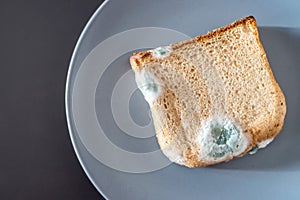 Rotten food: Moldy toast slices on a plate