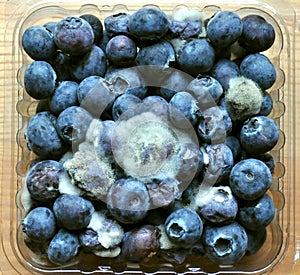 Rotten food : mouldy blueberry fruit