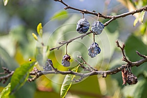 Rotten fossilized plums on a tree