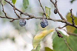 Rotten fossilized plums on a tree