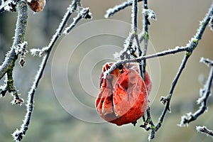 Rotten frozen apple forgotten on a tree, winter concept