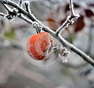 Rotten frozen apple forgotten on a tree, winter concept