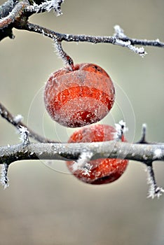 Rotten frozen apple forgotten on a tree, winter concept