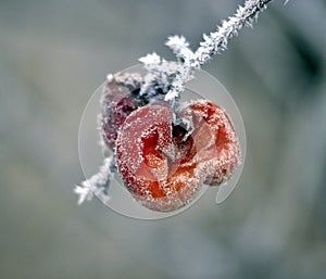 Rotten frozen apple forgotten on a tree, winter concept