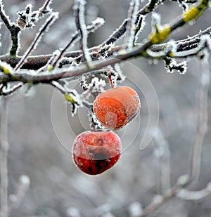 Rotten frozen apple forgotten on a tree, winter concept