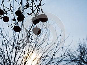 Rotten frozen apple silhouette on a cold foggy winter morning