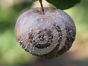 Rotten fruit apple