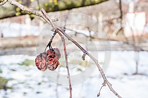 Rotten fruit apples on a tree branch
