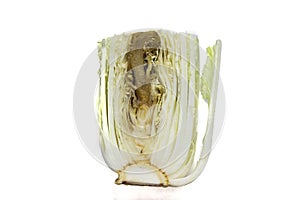 Rotten Green Cabbage Isolated on a White Background