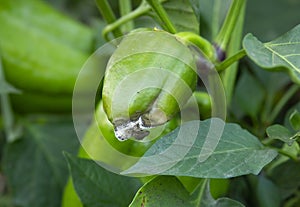 Rotten green pepper. Diseases of the capsicum and bell pepper. Botrytis blight