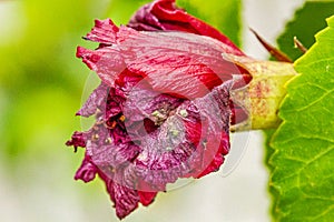 Rotten hibiscus flower