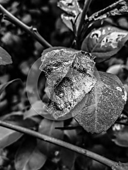 Rotten Leaf Black & White Photography