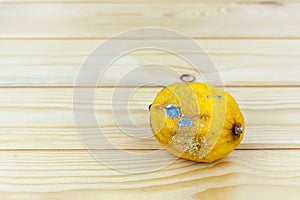 Rotten lemon on white background.Decaying organic lemon, full of mold. A spoiled food product.