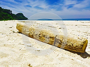 Rotten log lying on the long white beach of Capones Island