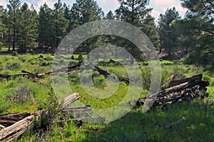 Rotten Log Structure